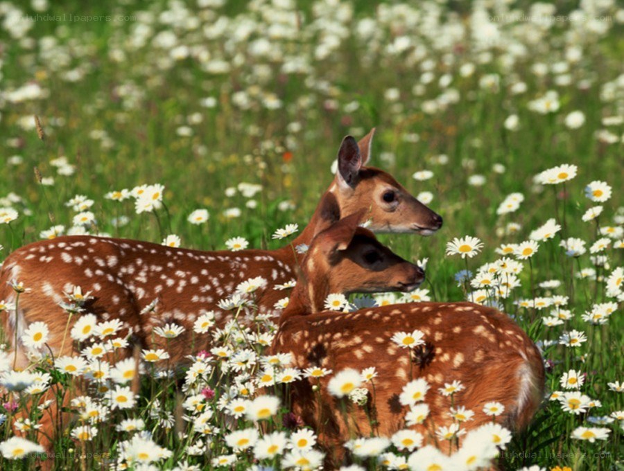 Deer fawns in a daisy field