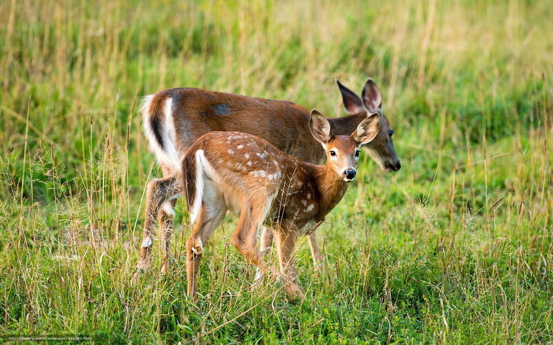 Deer fawns in a grassy field