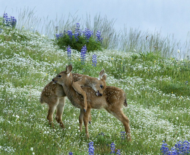 Deer fawns in a wildflower field
