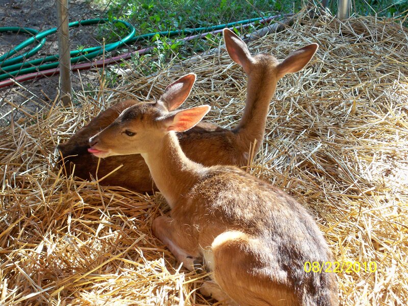 Deer fawns on hay