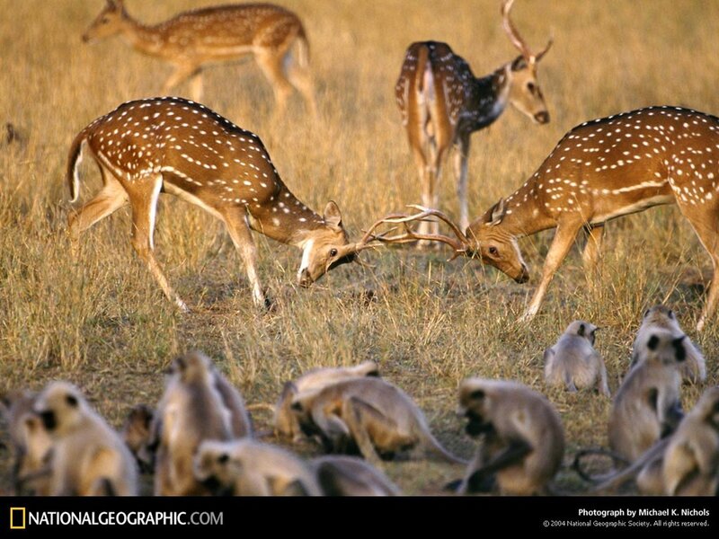 Deer fighting in a field