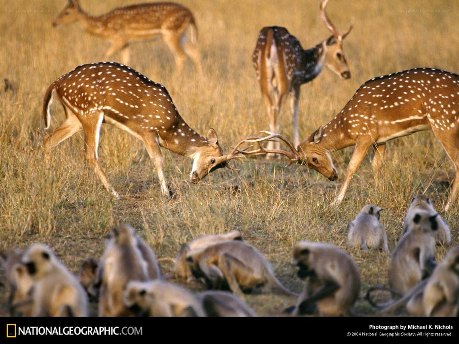 Deer fighting in a field