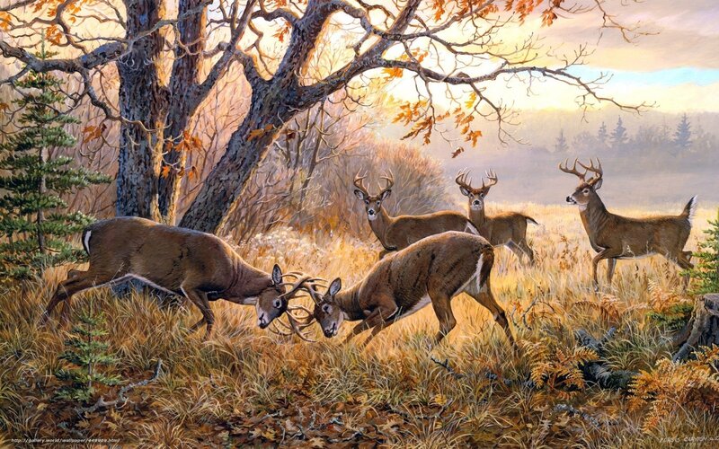 Deer fighting in autumn forest