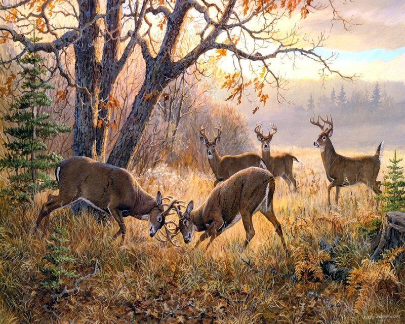 Deer Fighting in Field — Brown, Dramatic