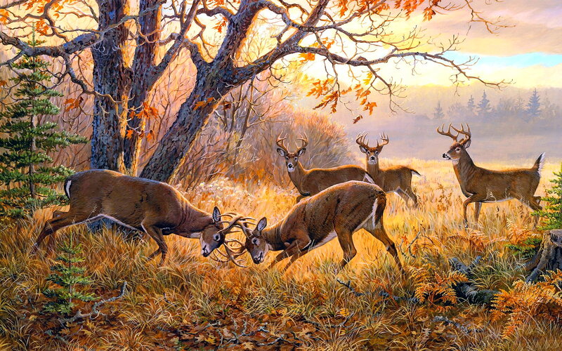 Deer Fighting in Field — Brown