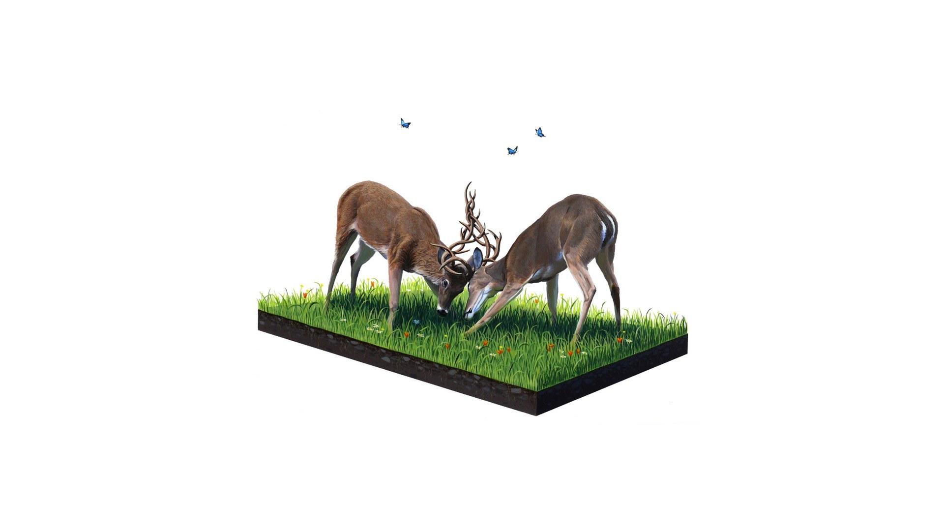 Deer fighting on grass patch