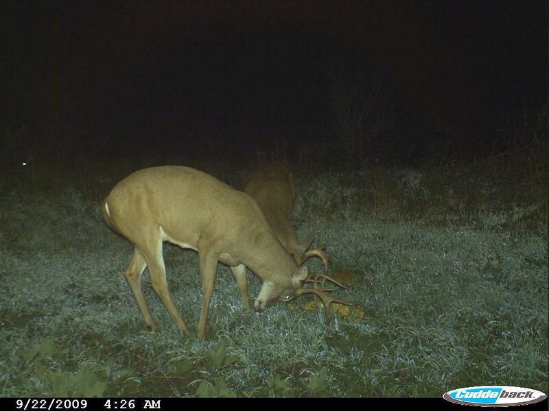 Deer grazing at night
