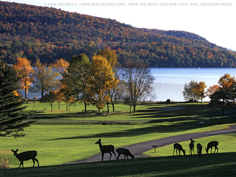Deer grazing by a lake in autumn