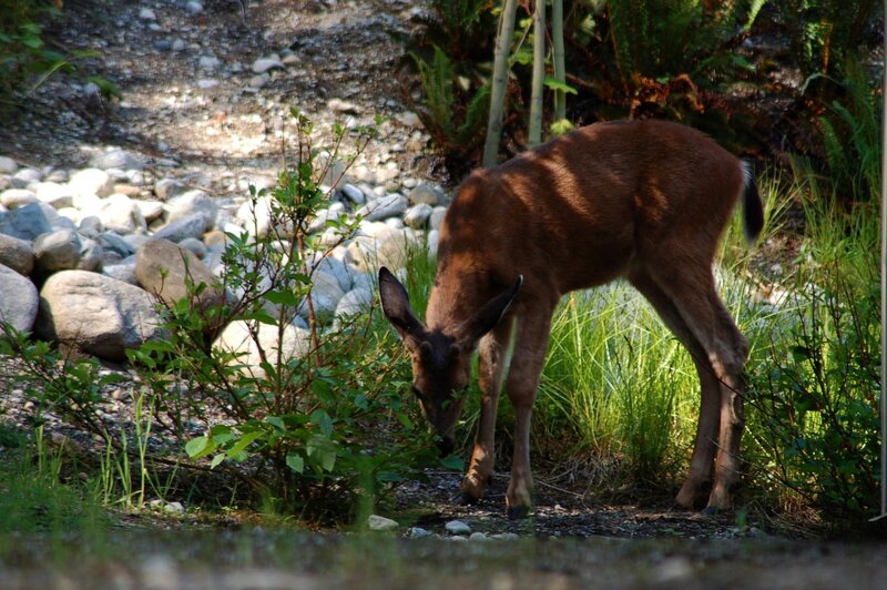 Deer grazing by stream