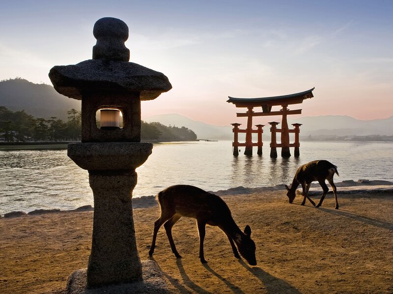 Deer grazing by torii gate