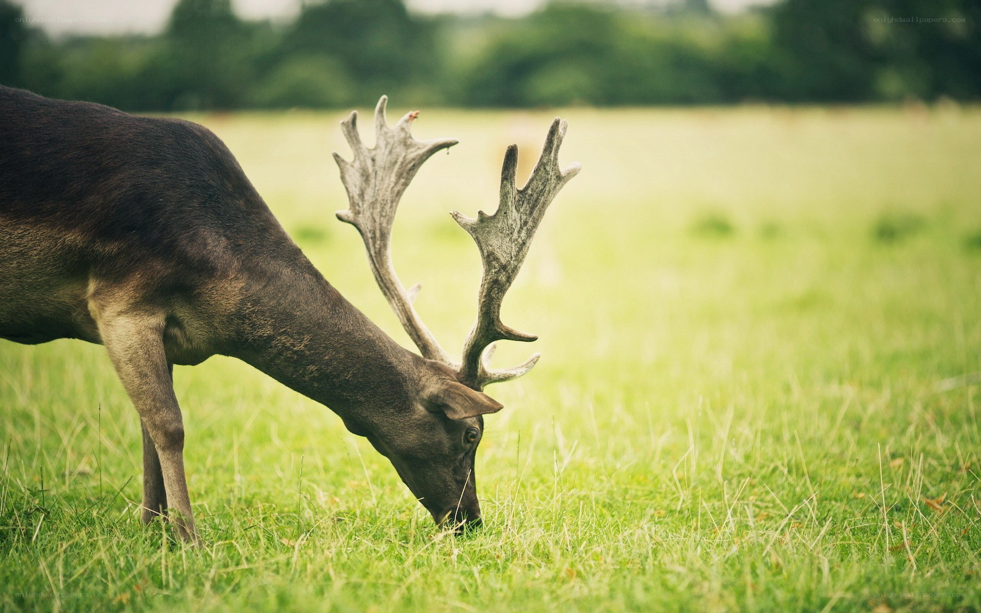 deer grazing in a field