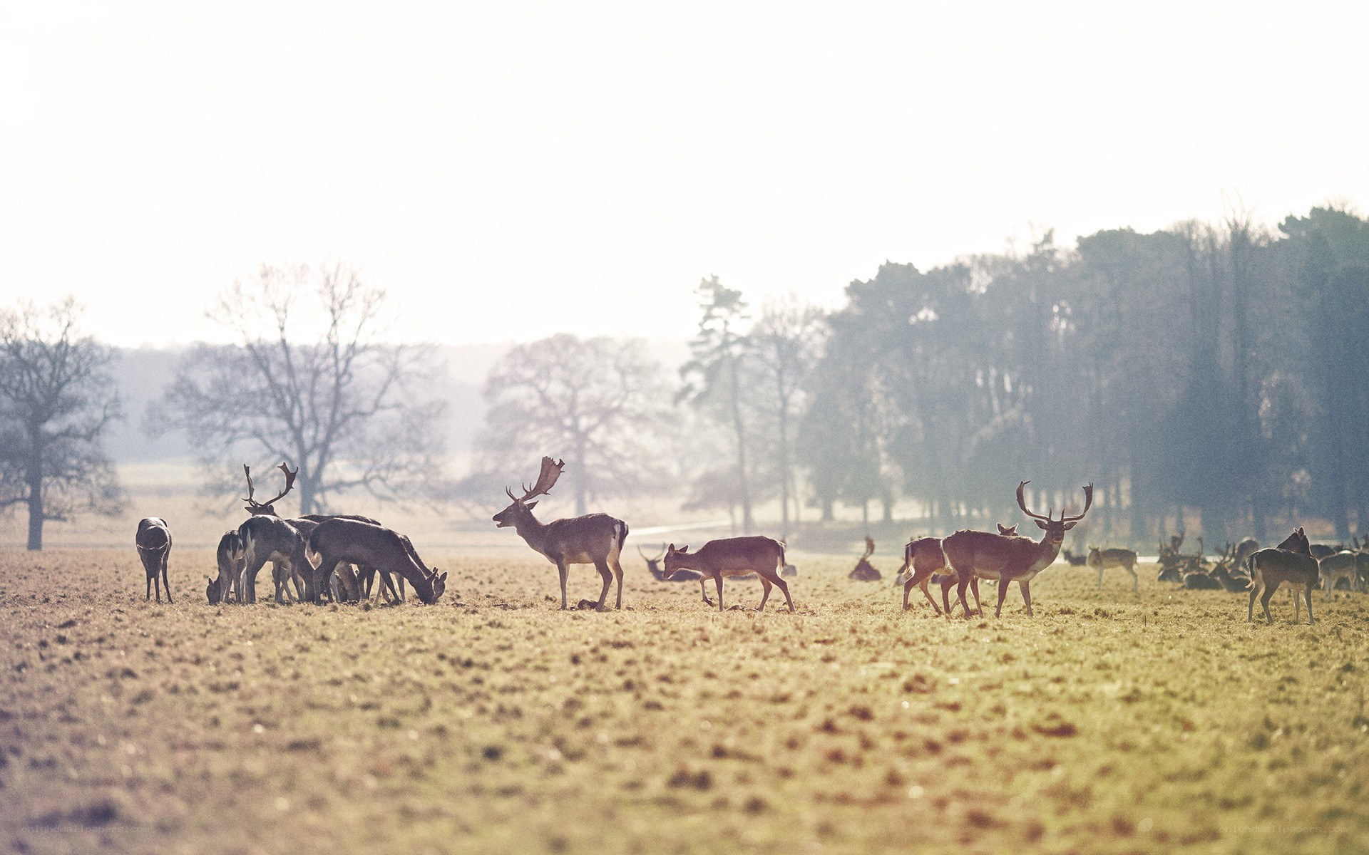Deer grazing in a field