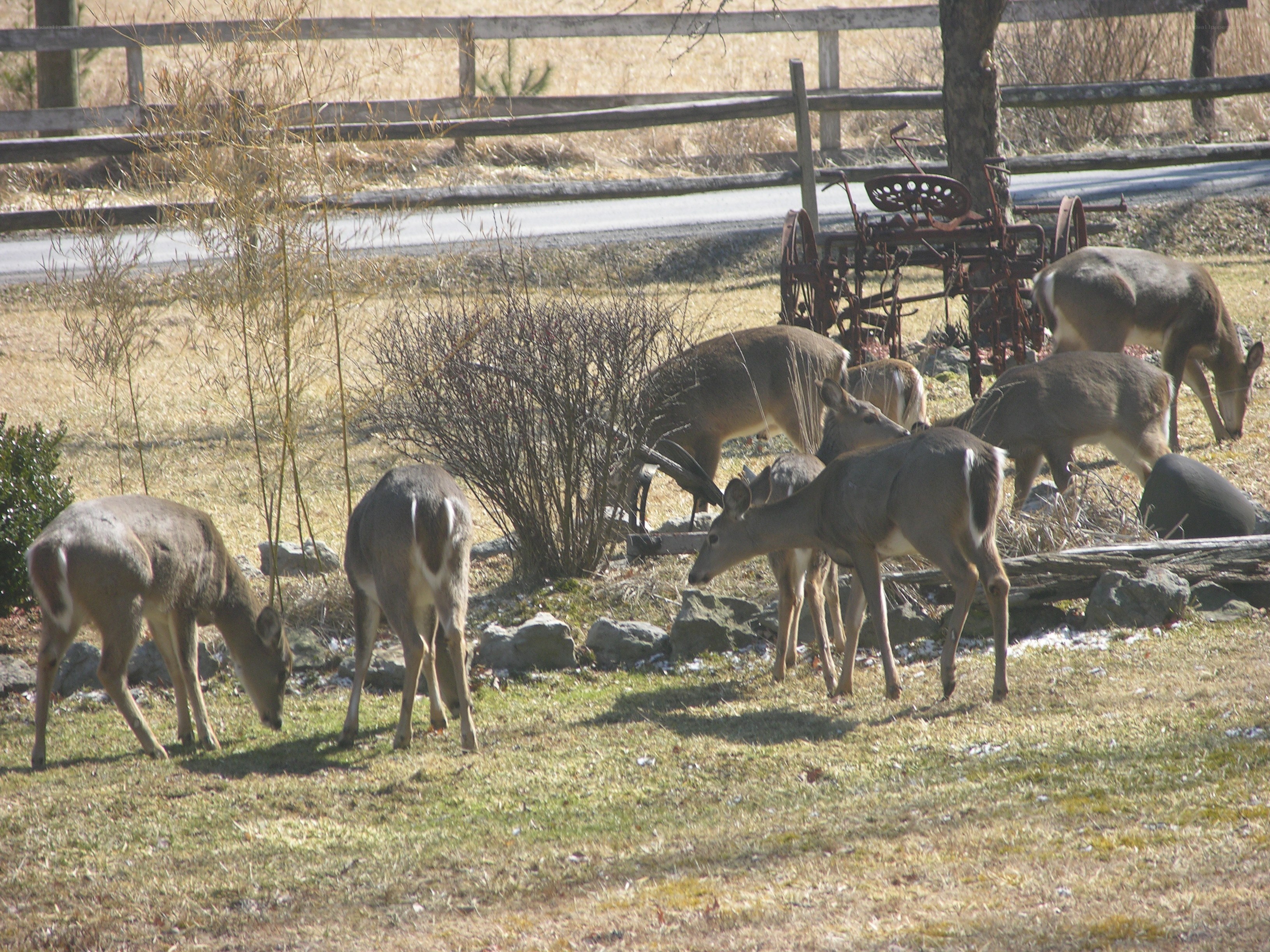 Deer grazing in a field
