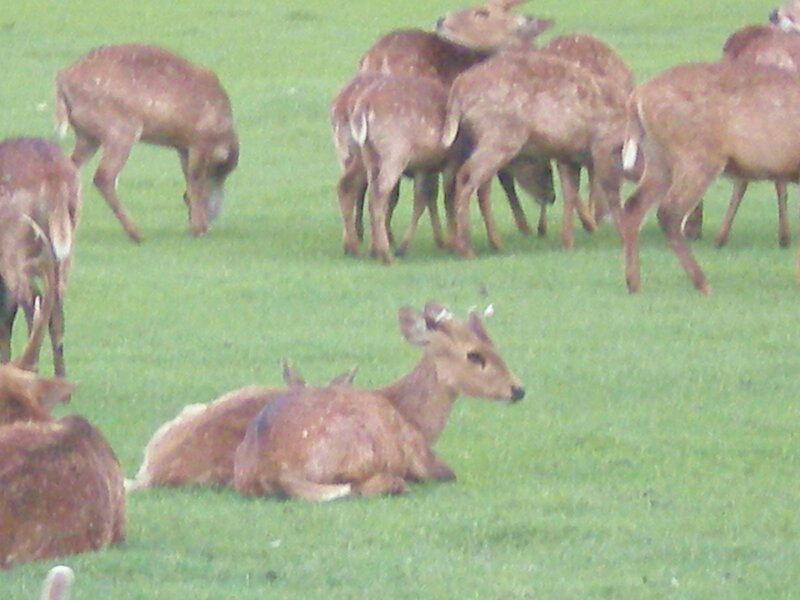 Deer grazing in a field