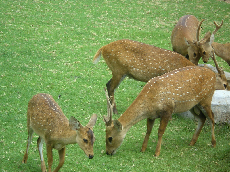 Deer grazing in a field