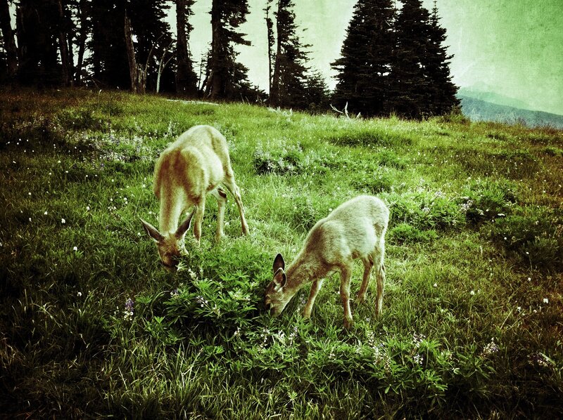 Deer grazing in a meadow