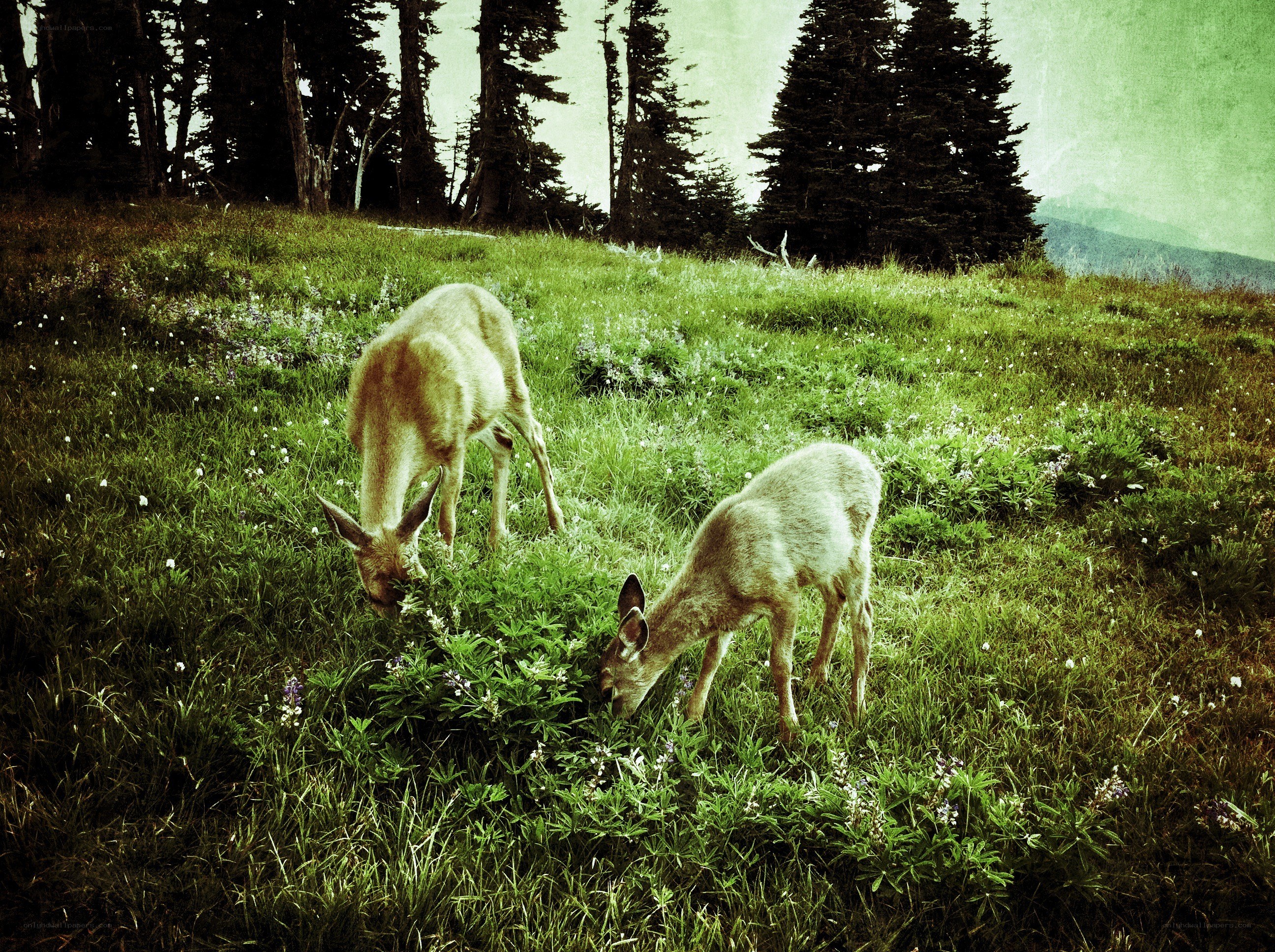 Deer grazing in a meadow