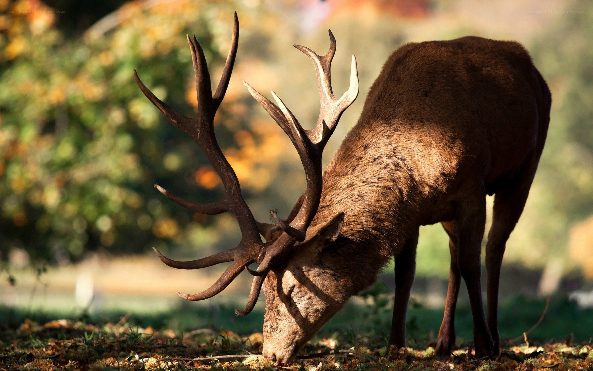 Deer grazing in autumn
