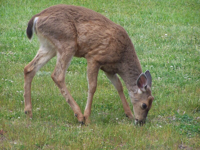 Deer Grazing in Field — Green, Calm