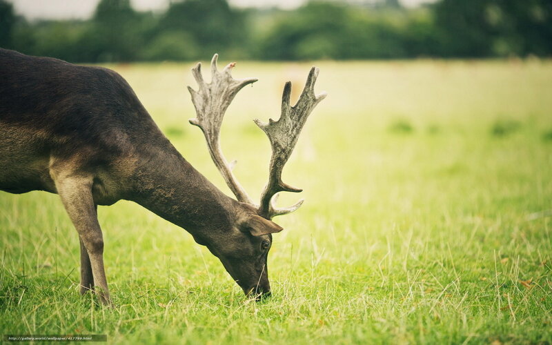 Deer Grazing in Field — Green, Serene, Afternoon
