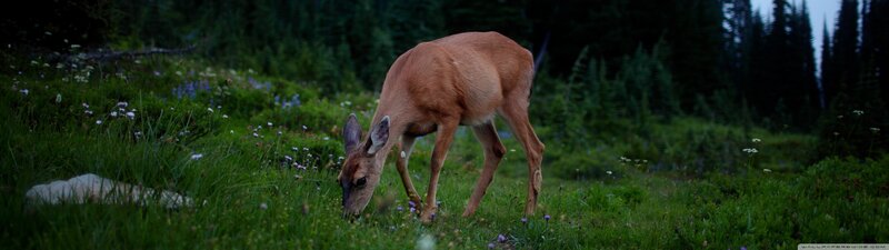 Deer Grazing in Field — Green, Serene, Night
