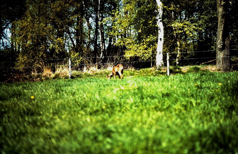 Deer Grazing in Field — Green, Serene