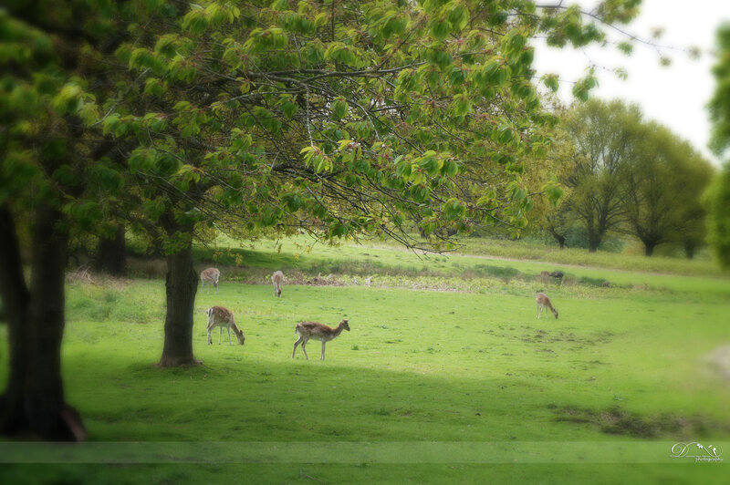 Deer Grazing in Field — Green