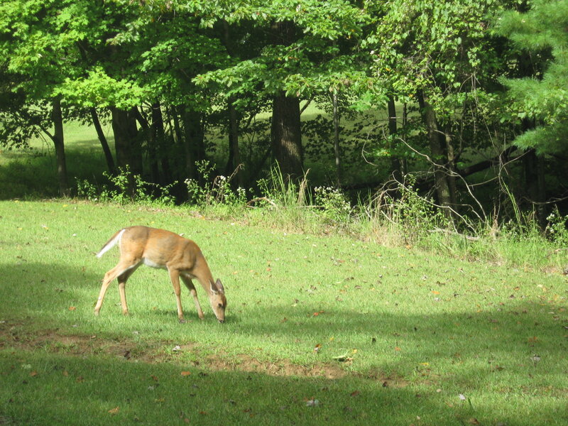 Deer Grazing in Field