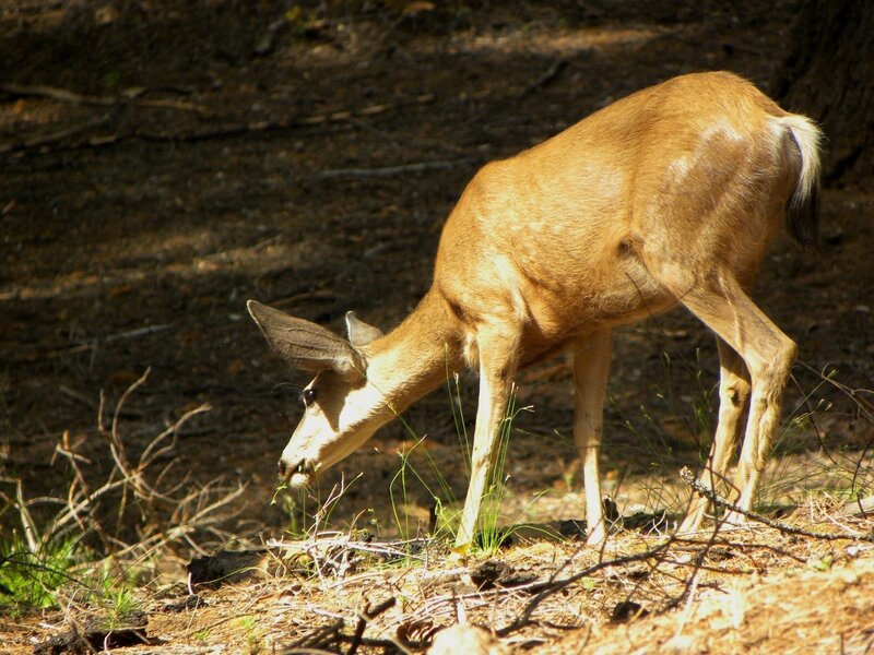 Deer Grazing in Forest — Brown