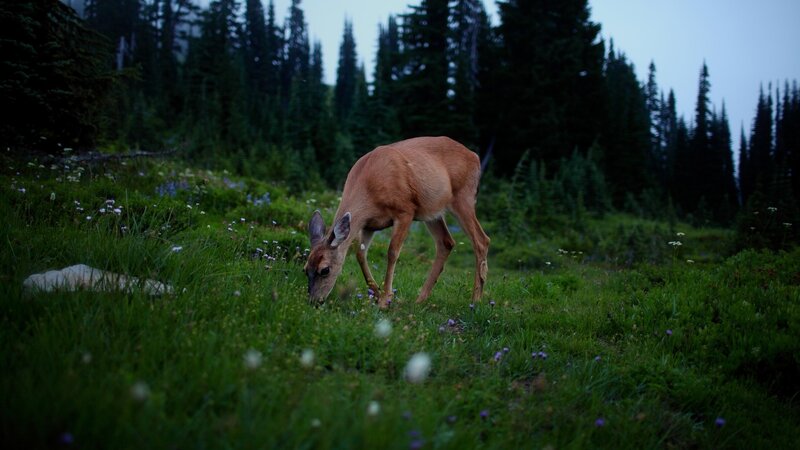 Deer grazing in forest clearing