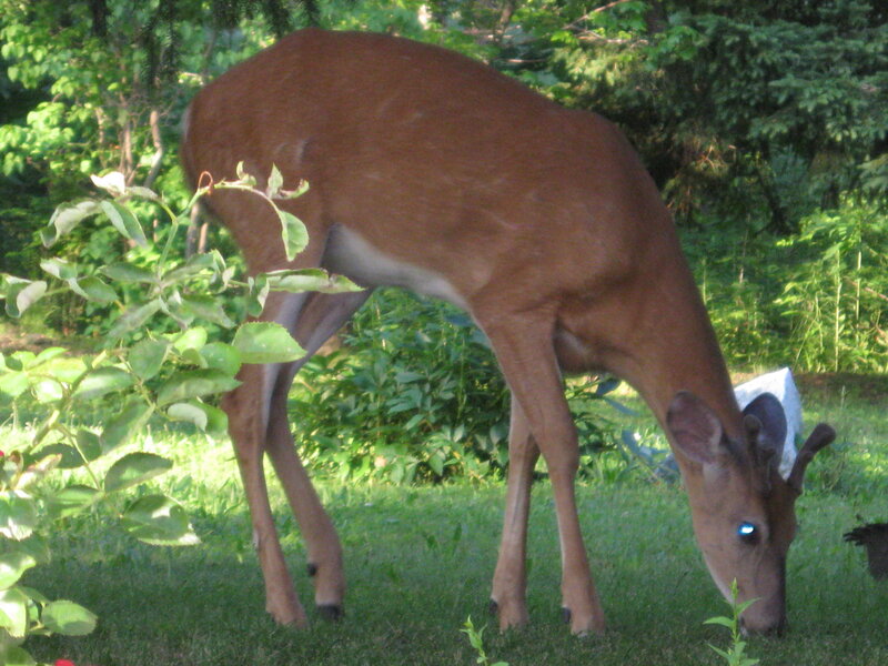 Deer Grazing in Garden
