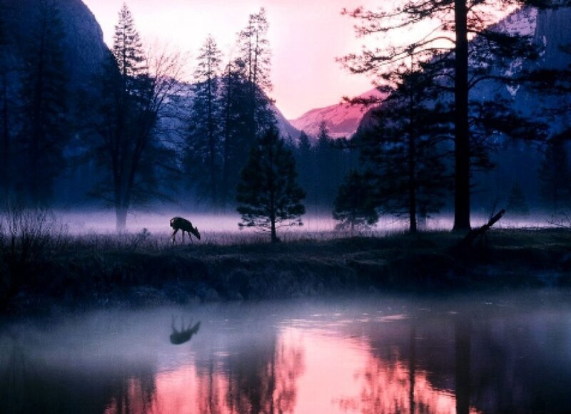 Deer Grazing in Mist — Pink, Serene, Sunset