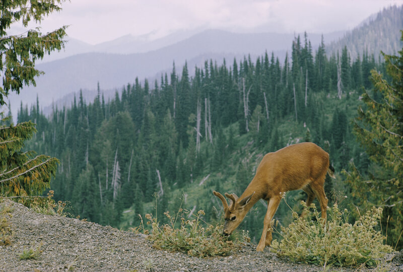 Deer grazing in mountain forest
