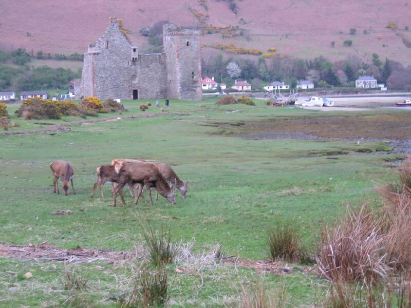 Deer grazing near castle
