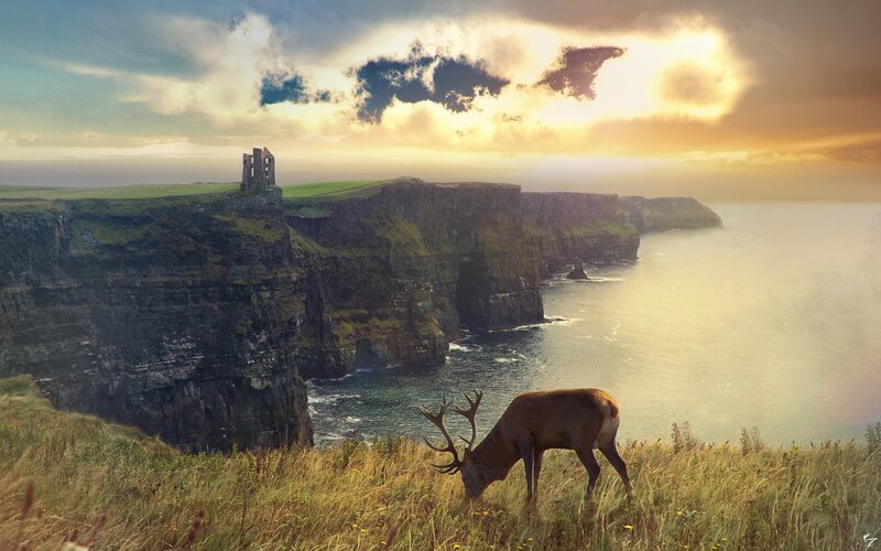 Deer Grazing on Cliff