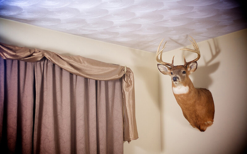 Deer head mounted on wall