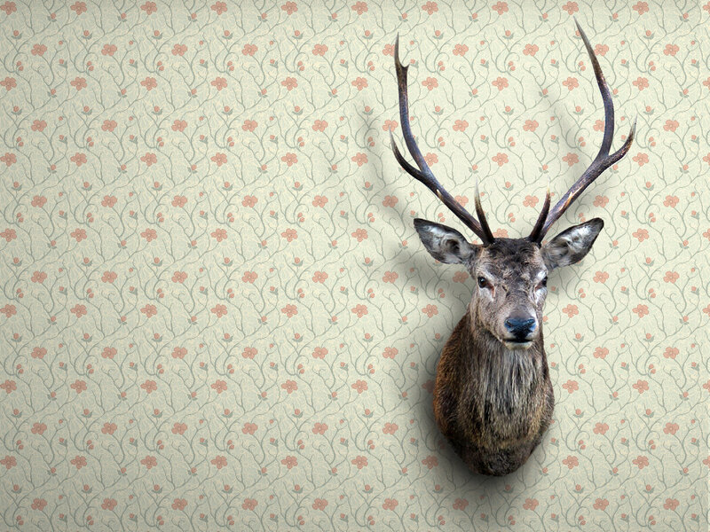 deer head mounted on wallpaper