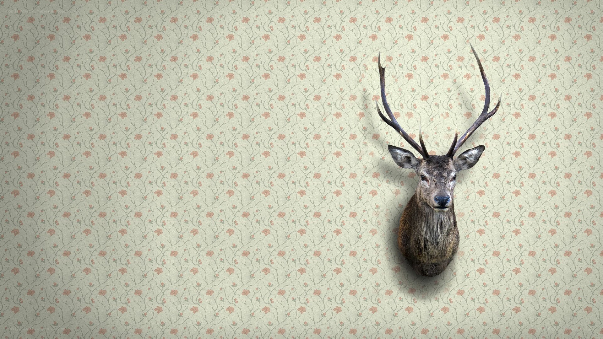 deer head mounted on wallpaper