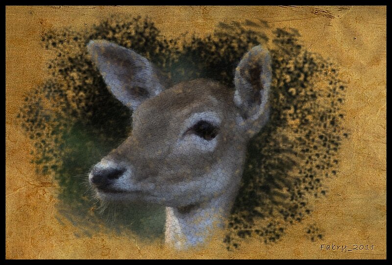 Deer Head Portrait