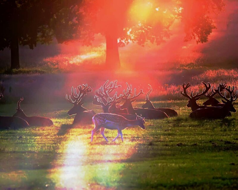 Deer herd at sunset