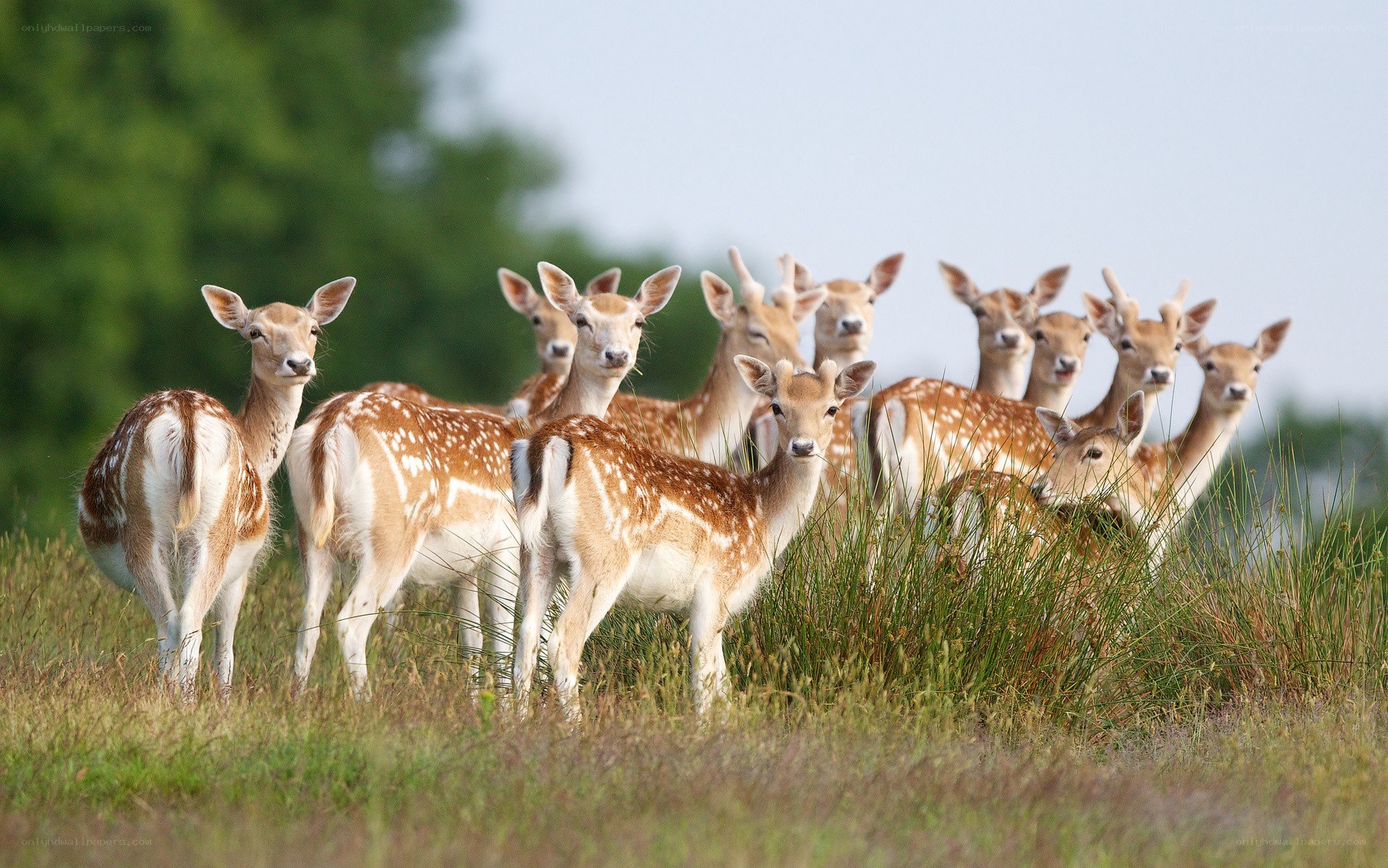 Deer herd in a grassy field