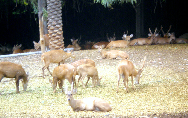 Deer herd in enclosure