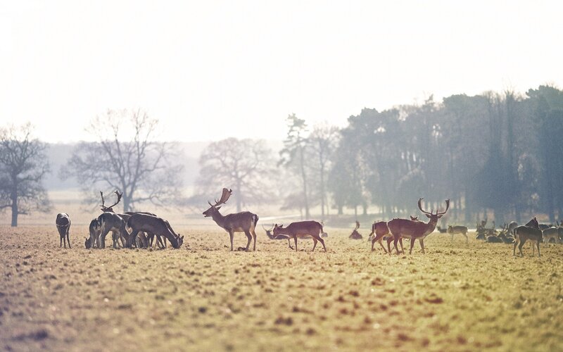 Deer Herd in Field — Brown, Serene