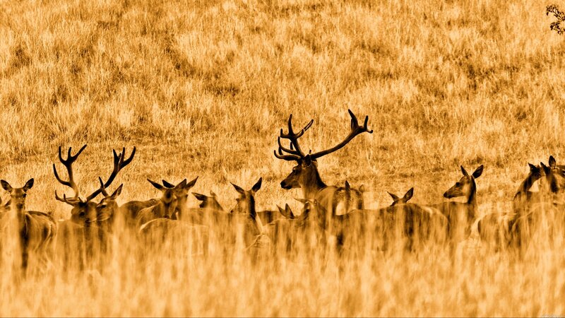Deer herd in golden field