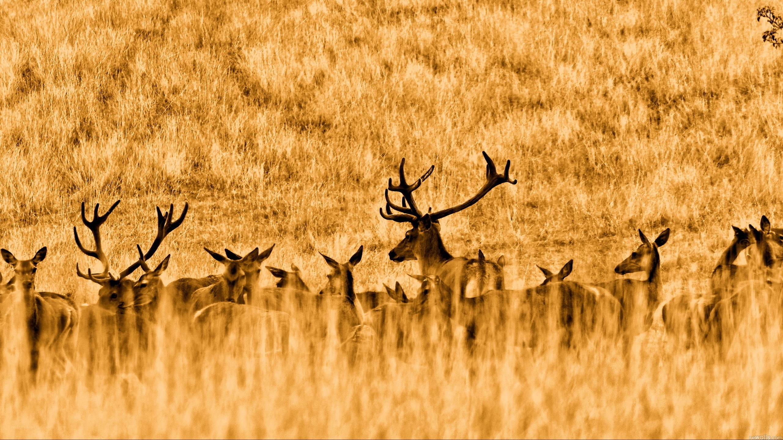 Deer herd in golden field