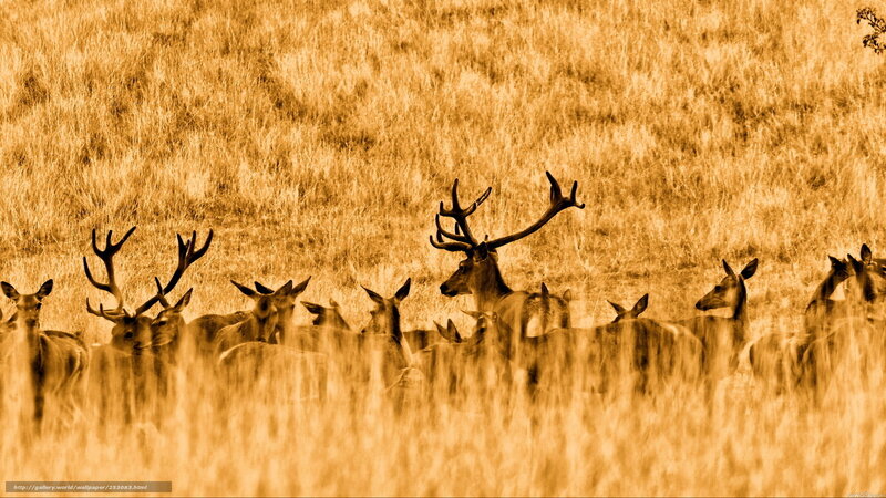 Deer herd in golden field
