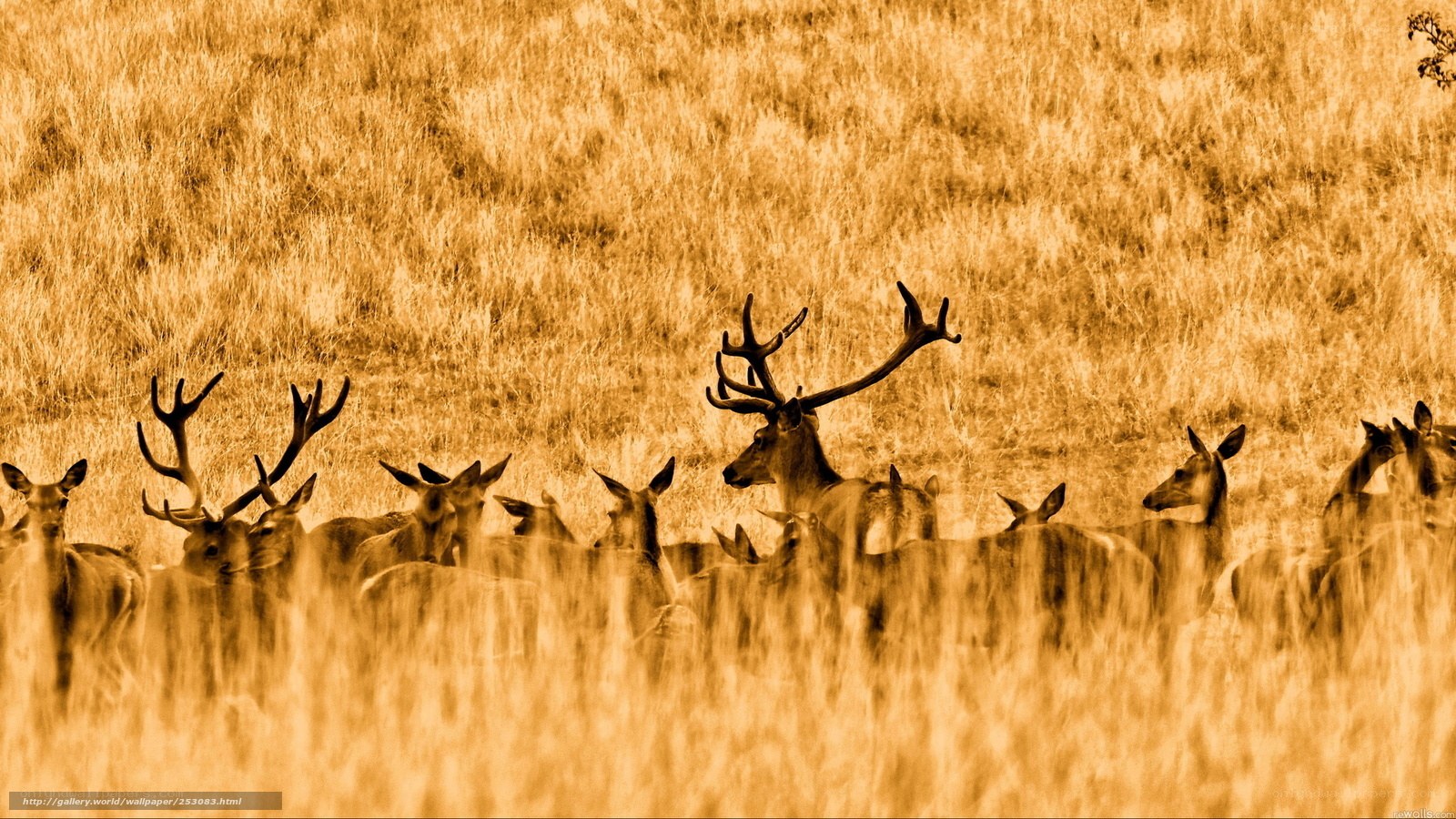 Deer herd in golden field
