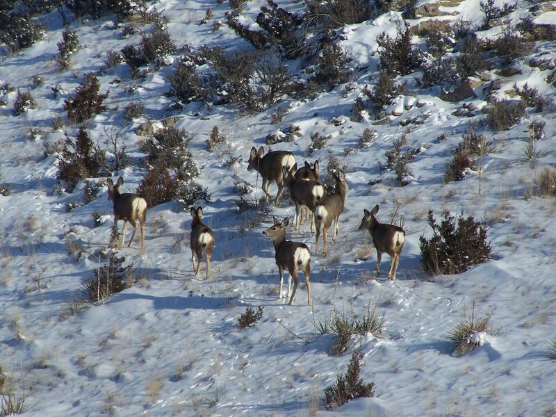 Deer Herd in Snow