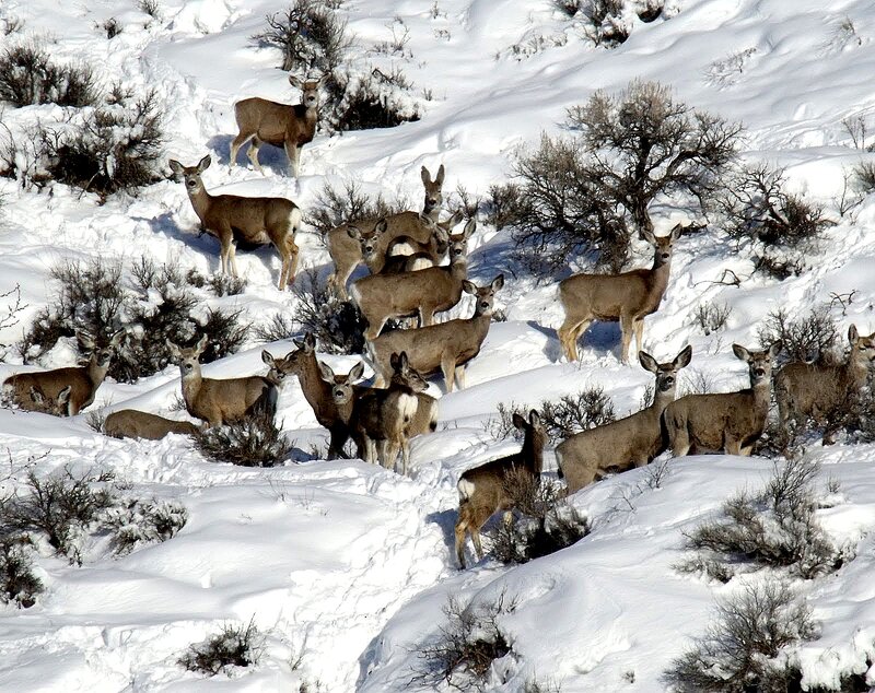 Deer Herd in Snow — White, Calm