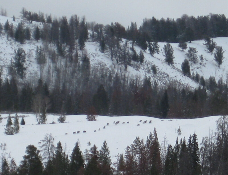 Deer Herd in Snow — White